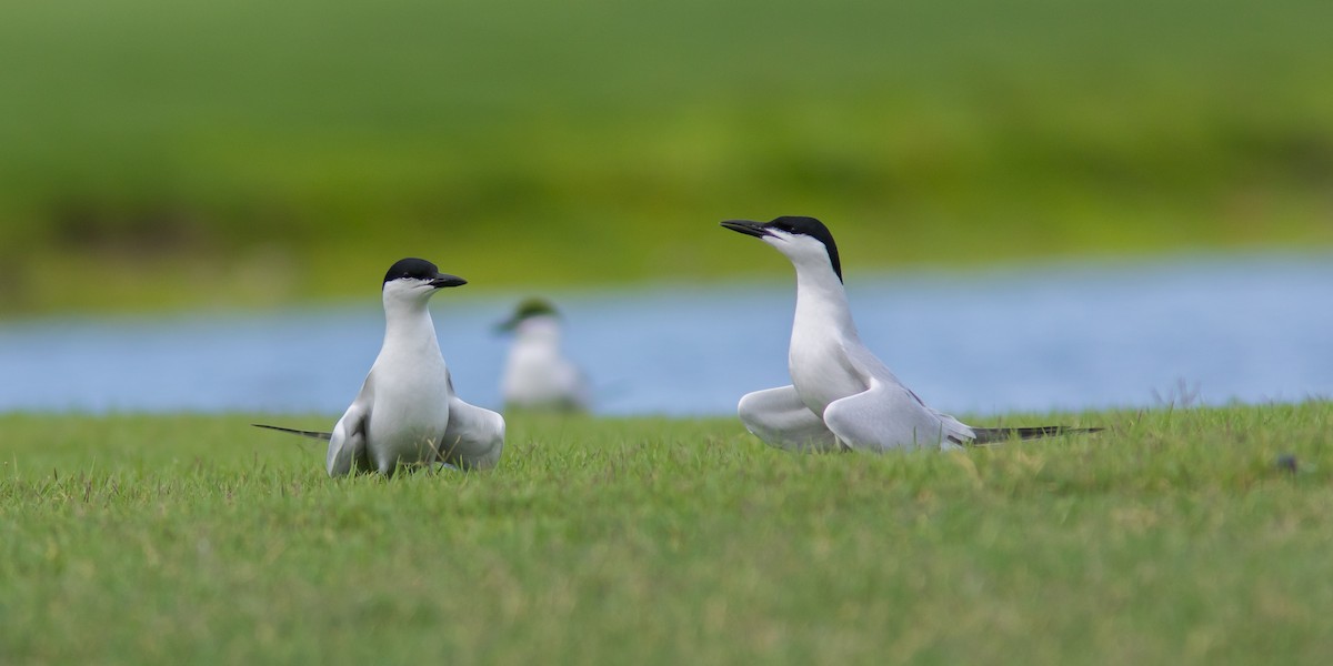 Gull-billed Tern - ML100341891