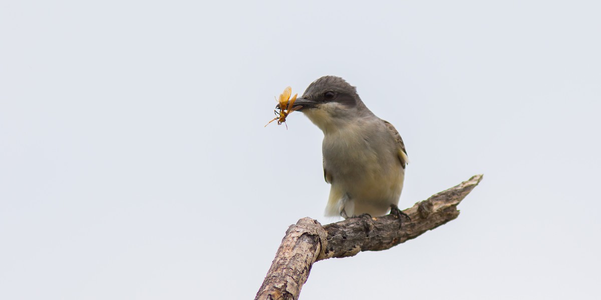 Gray Kingbird - Spencer  Jablonski