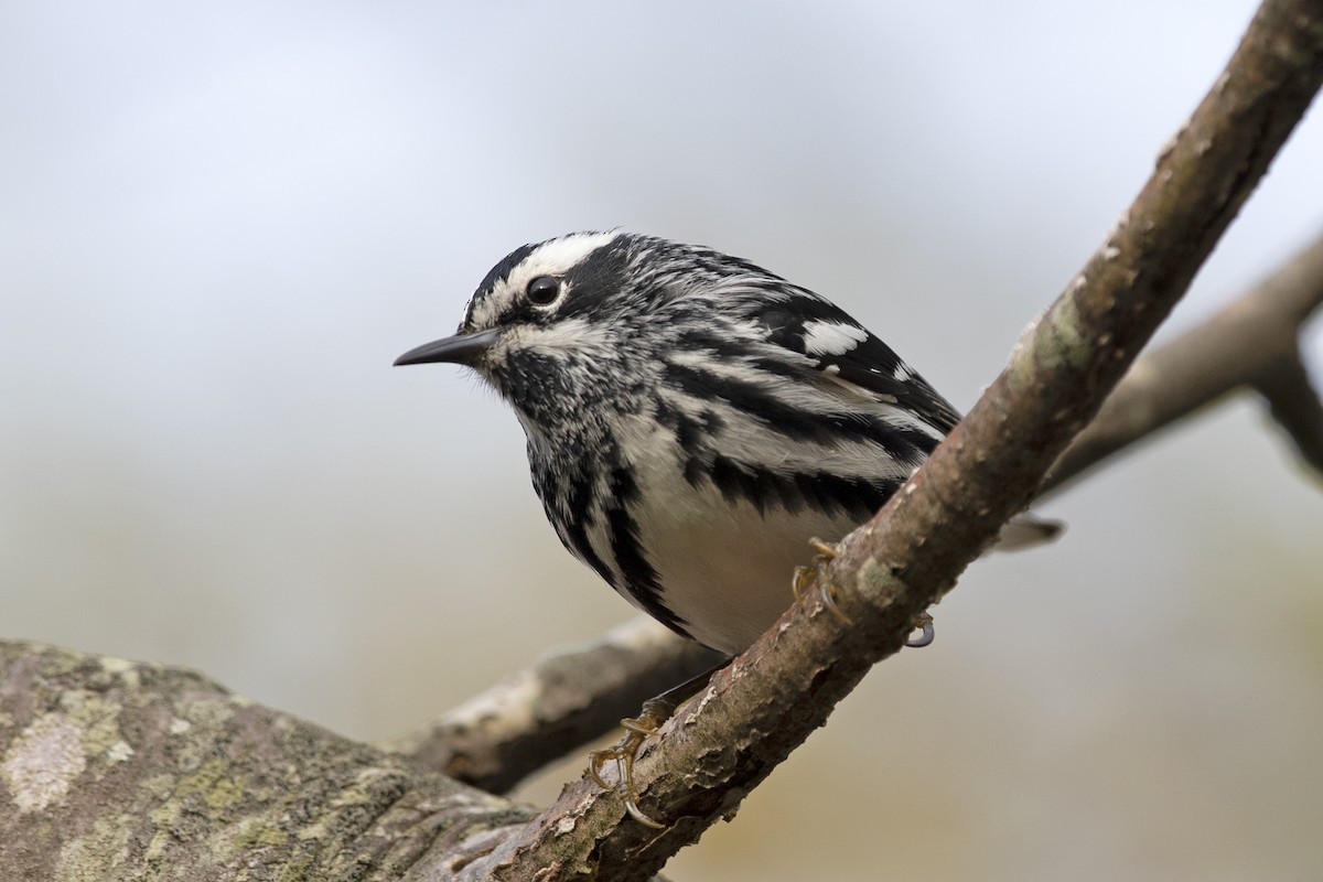 Black-and-white Warbler - ML100342111