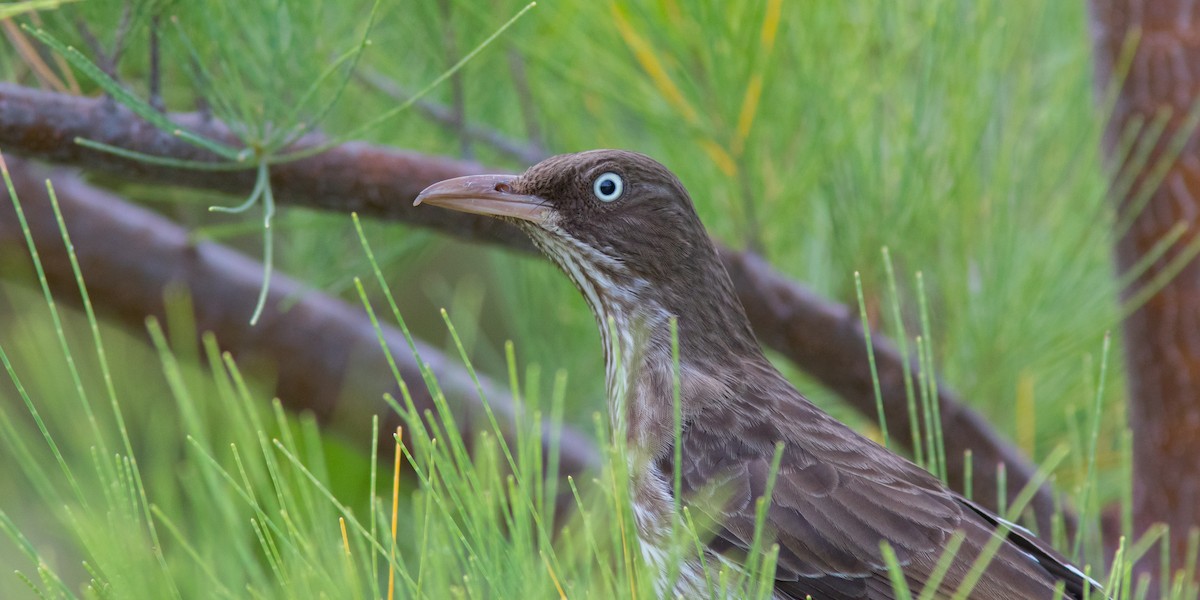 Pearly-eyed Thrasher - ML100342161