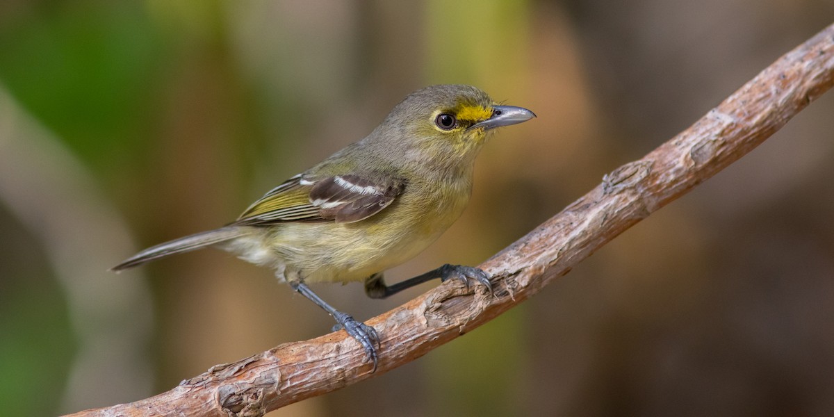 Vireo Piquigrueso - ML100342241