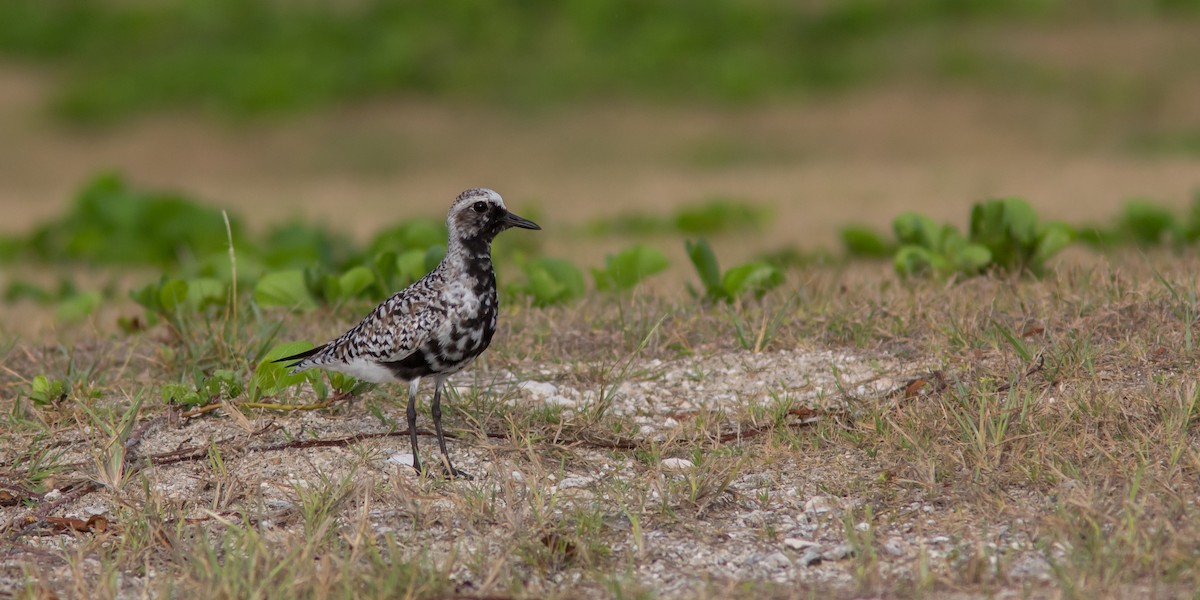 Black-bellied Plover - ML100342251