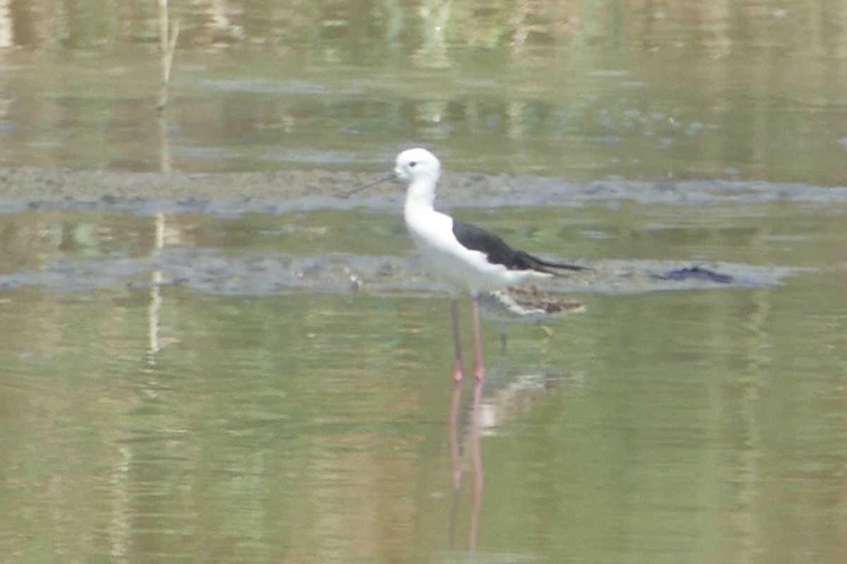 Black-winged Stilt - ML100342271