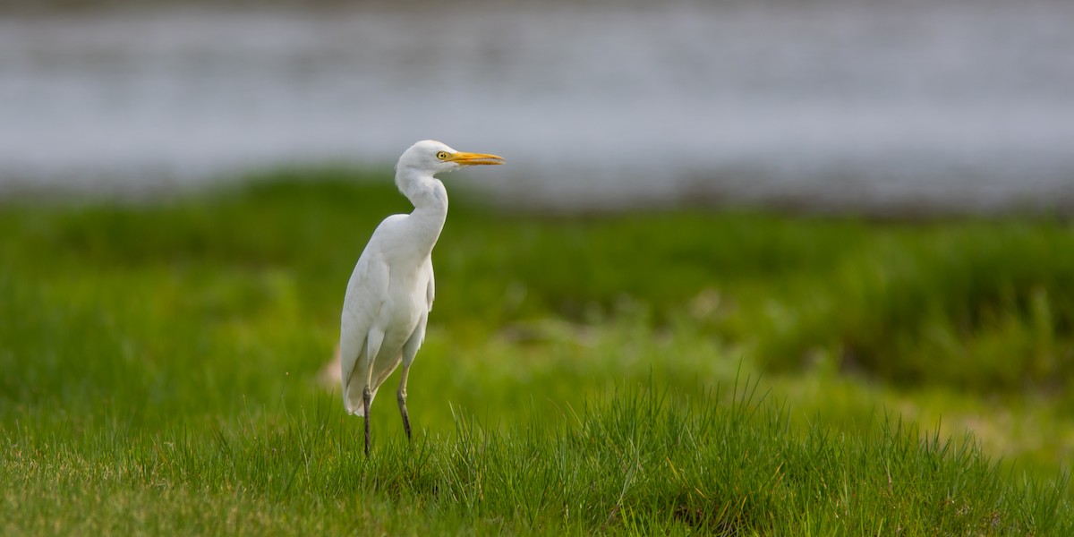 Western Cattle-Egret - ML100342331