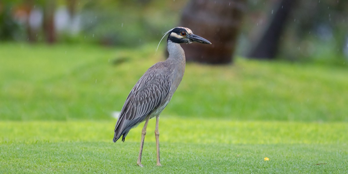 Yellow-crowned Night Heron - ML100342371