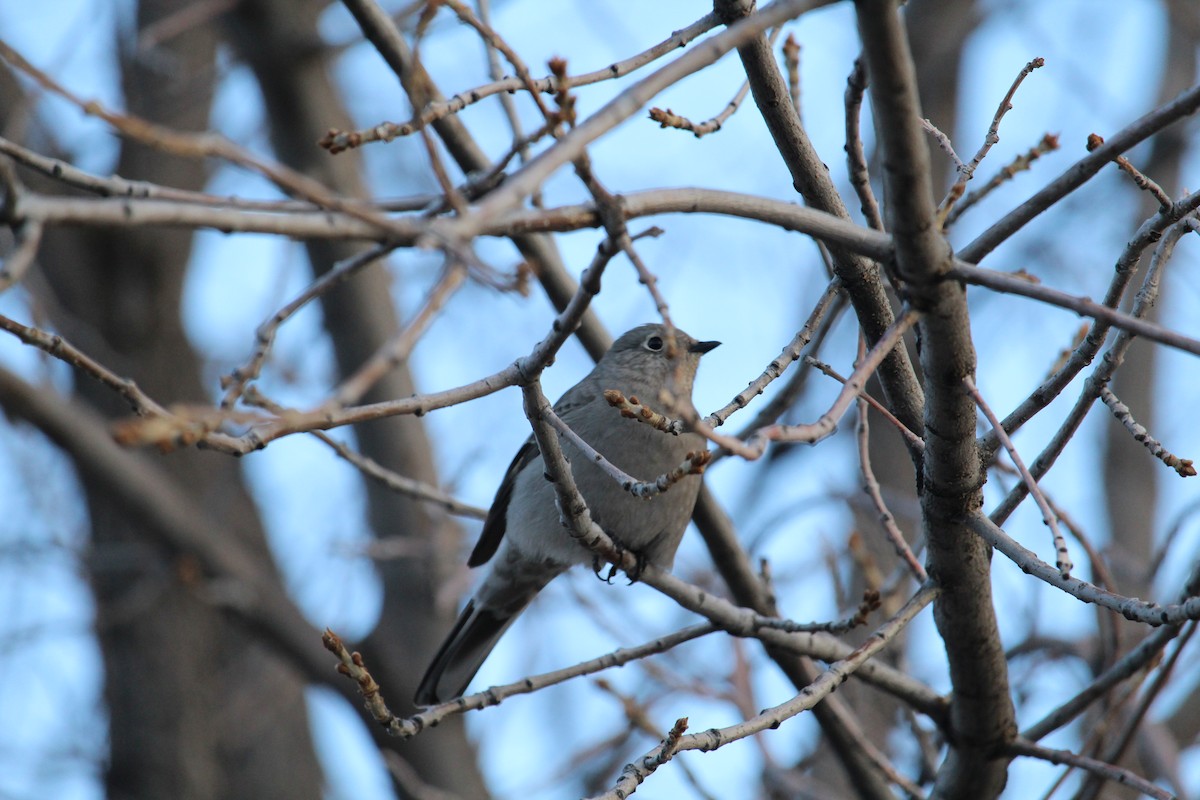 Townsend's Solitaire - BJ dooley