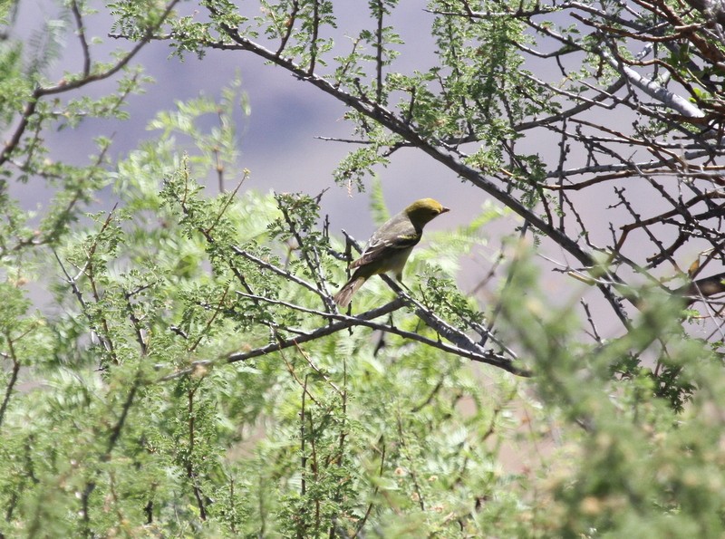 Western Tanager - ML100346751