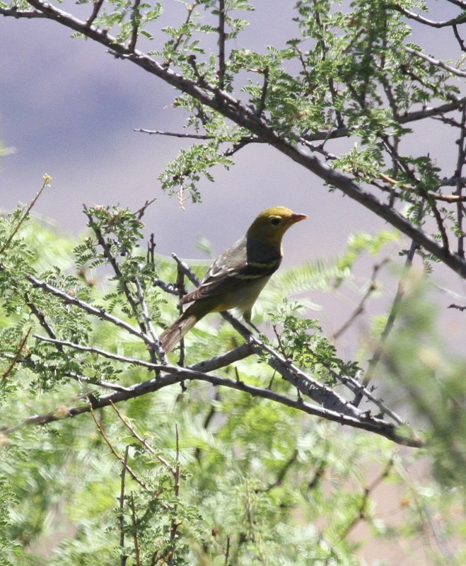 Western Tanager - ML100346841