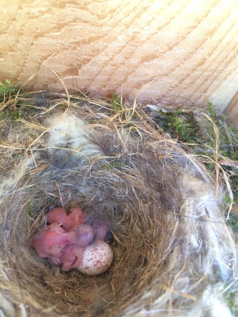 Carolina Chickadee - JoAnn Dalley