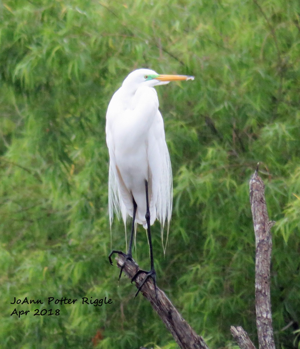 Great Egret - JoAnn Potter Riggle 🦤