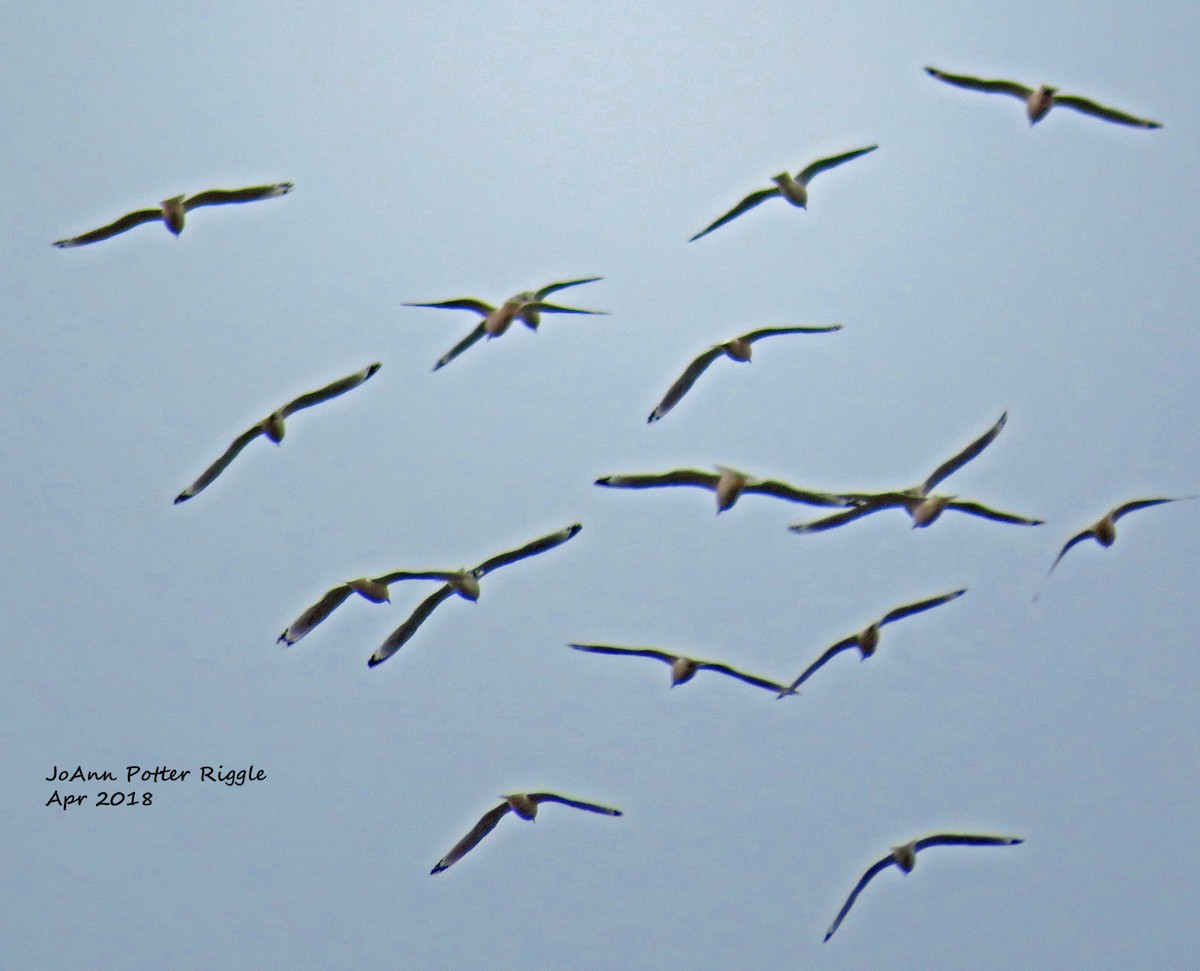 Franklin's Gull - ML100348671