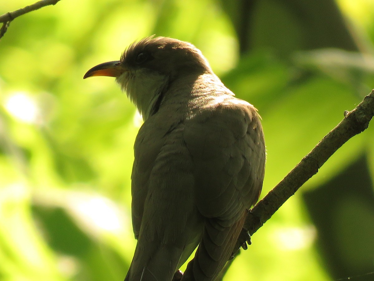 Yellow-billed Cuckoo - Michael Gertz