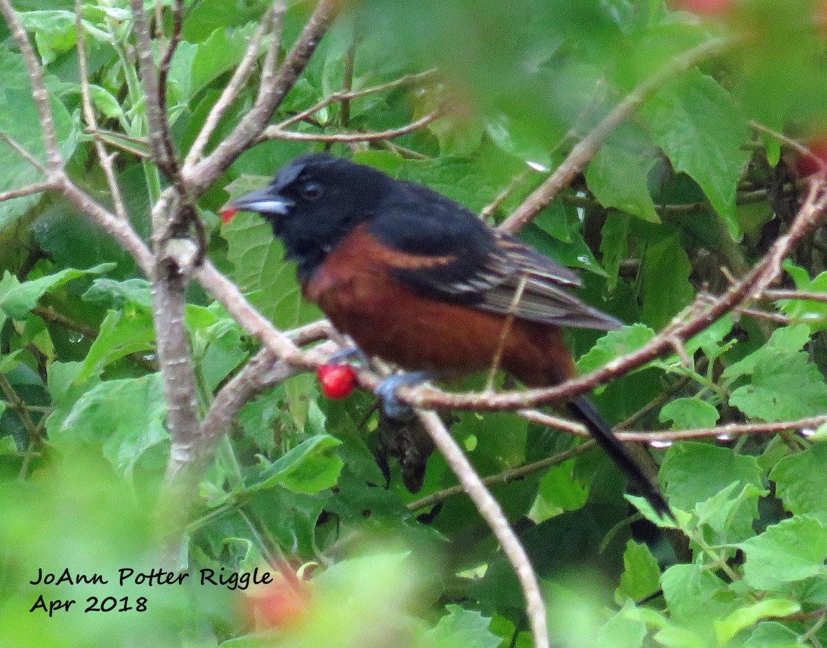 Orchard Oriole - ML100350221