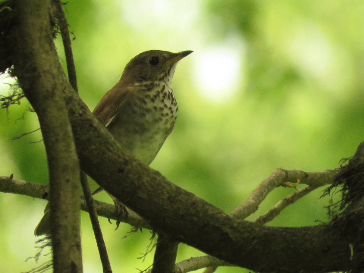 Gray-cheeked Thrush - ML100351101