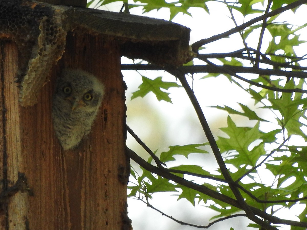 Western Screech-Owl - ML100358441