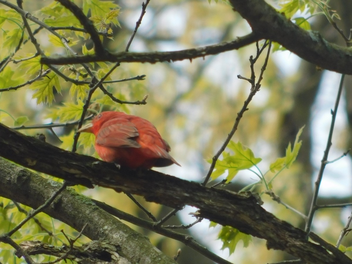 Summer Tanager - ML100358471