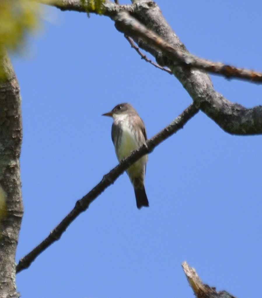 Olive-sided Flycatcher - ML100359211