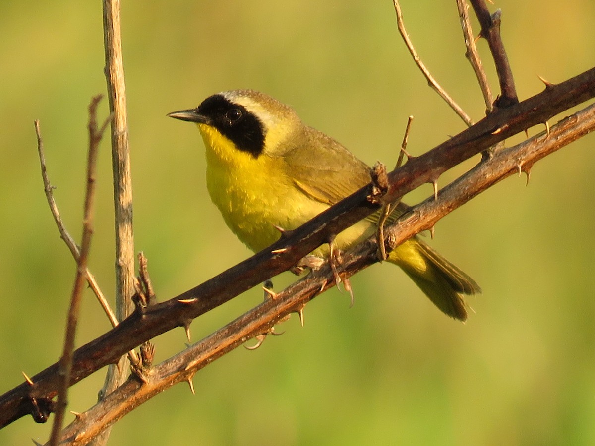 Common Yellowthroat - ML100359391