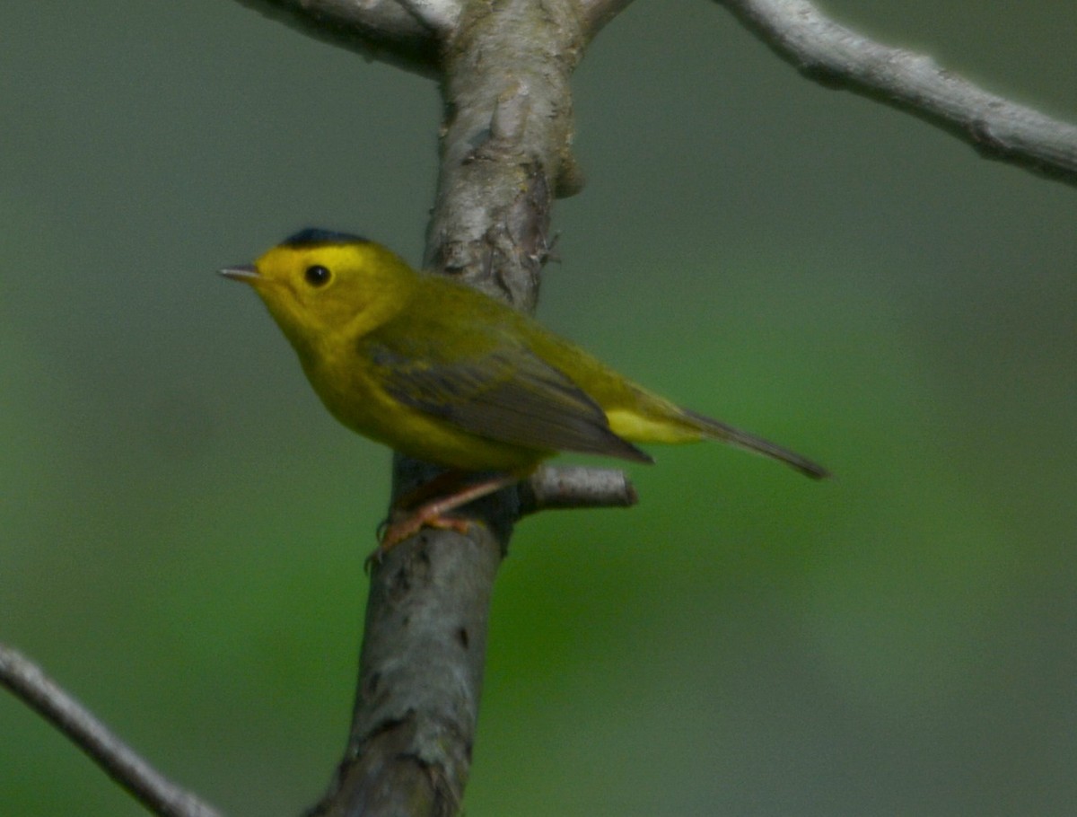 Wilson's Warbler - ML100360271