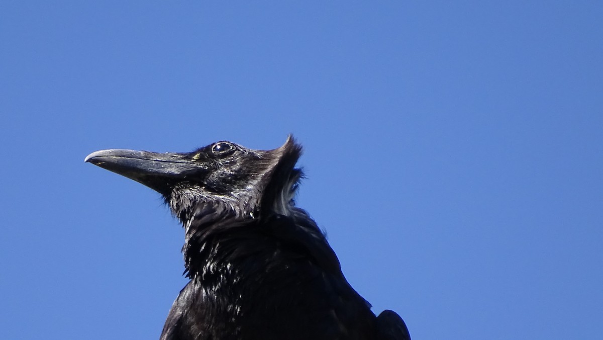 Common Raven - steve boyack