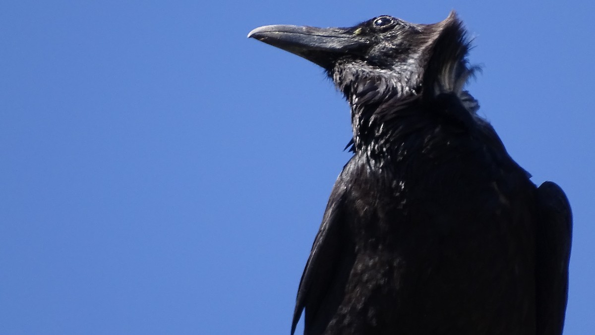 Common Raven - steve boyack