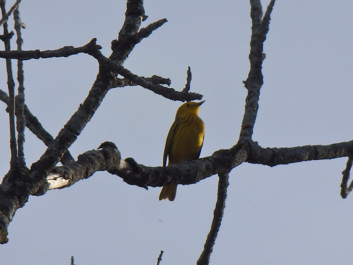 Yellow Warbler - Elaine Marie