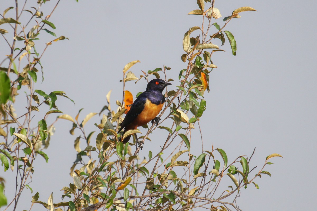 Hildebrandt's Starling - ML100363661