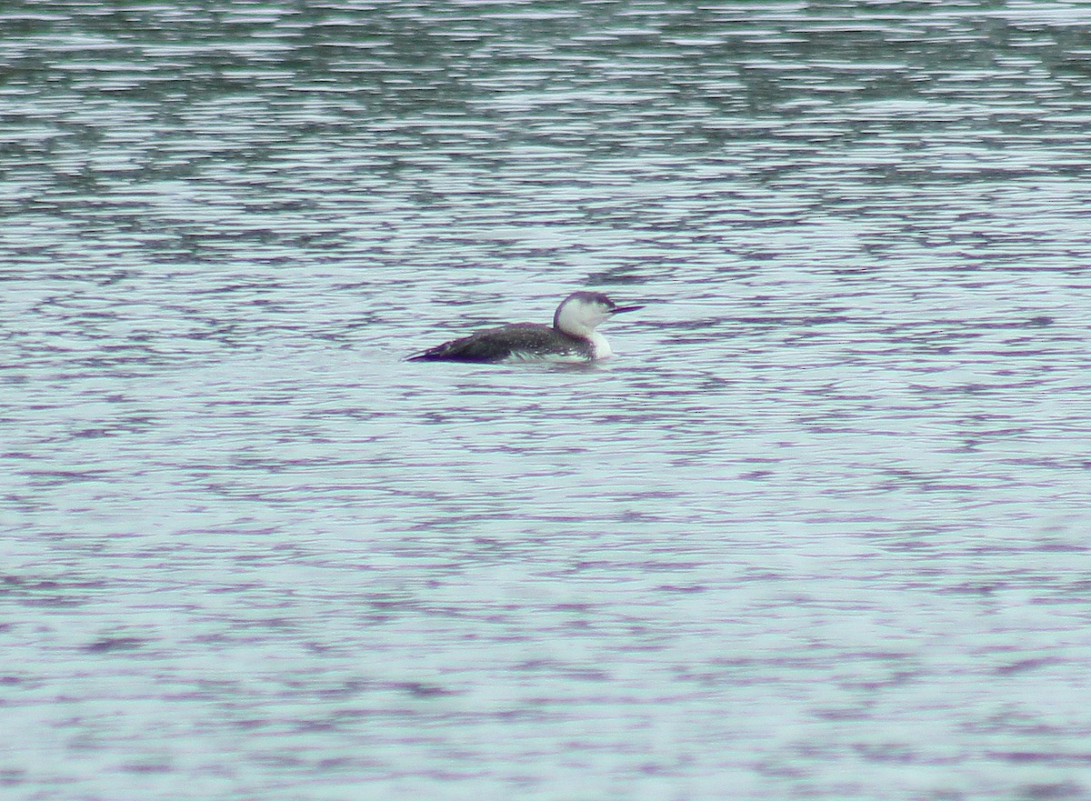 Red-throated Loon - ML100366541