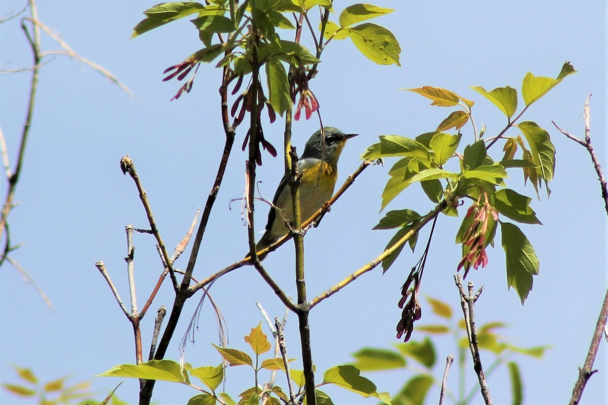 Meisenwaldsänger - ML100367621