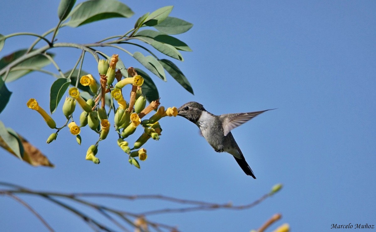 Oasis Hummingbird - ML100367931