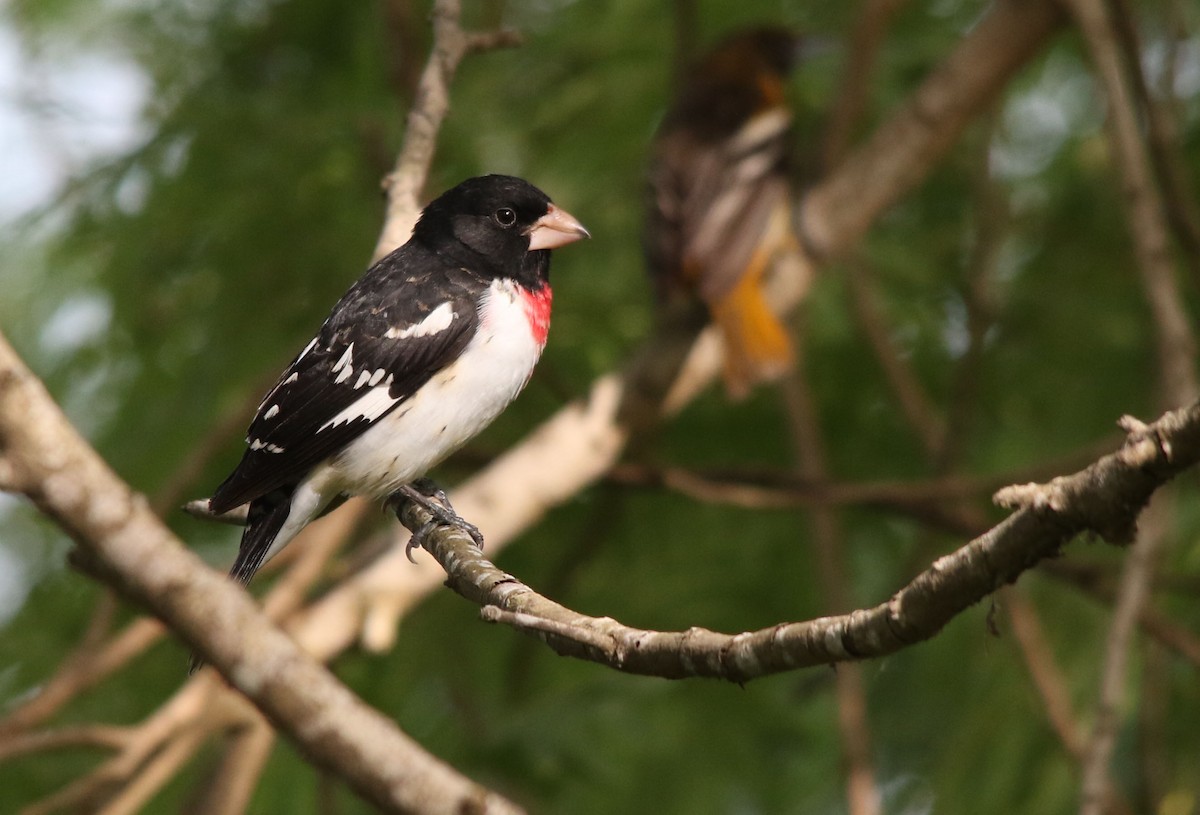Rose-breasted Grosbeak - Tom Forwood JR