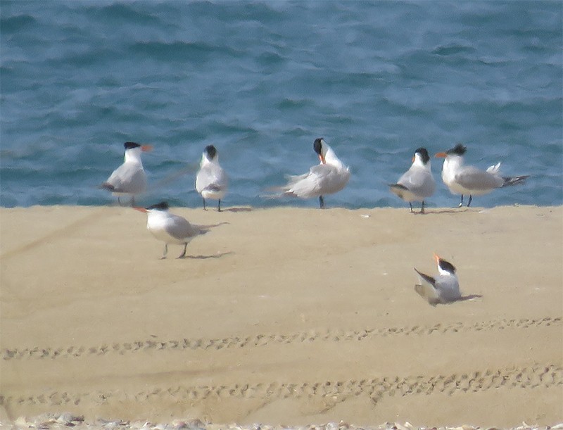 Royal Tern - Karen Lebing