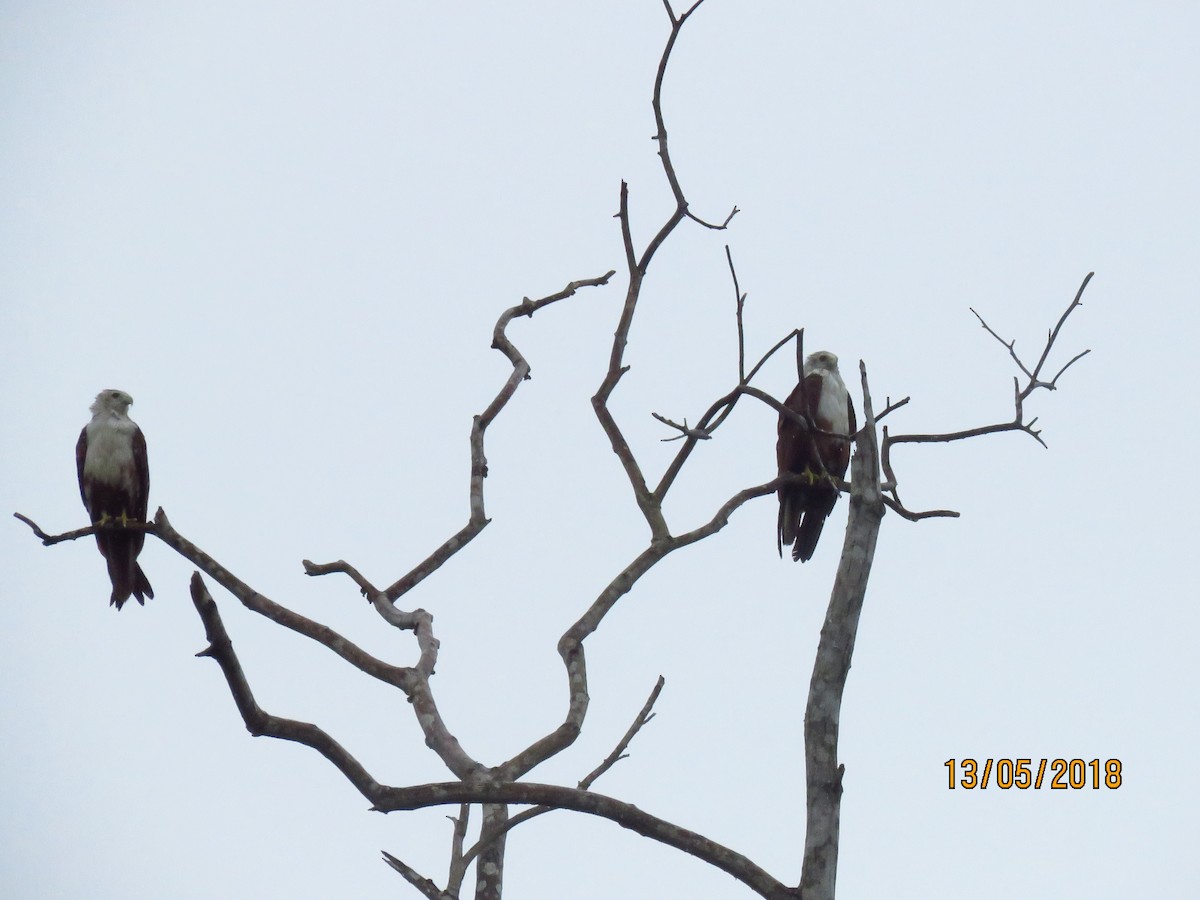 Brahminy Kite - Angela Christine Chua