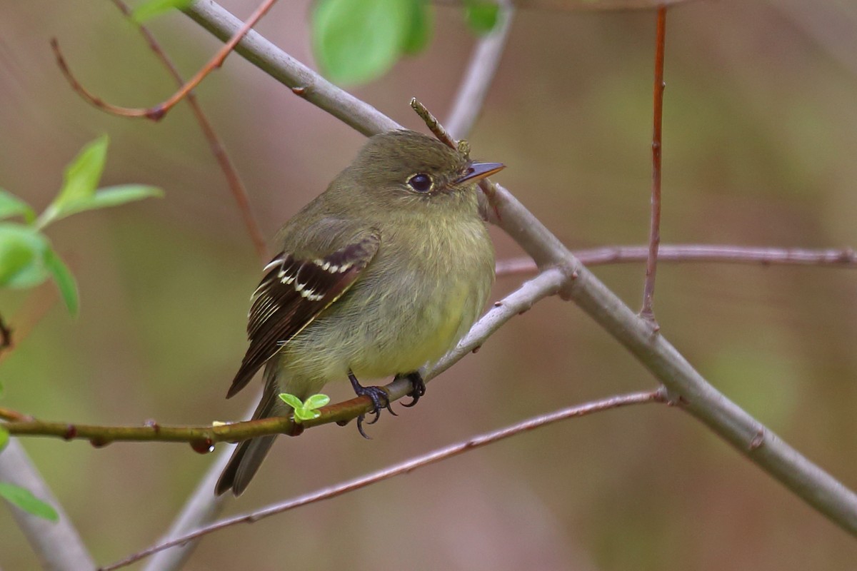 Yellow-bellied Flycatcher - ML100370811