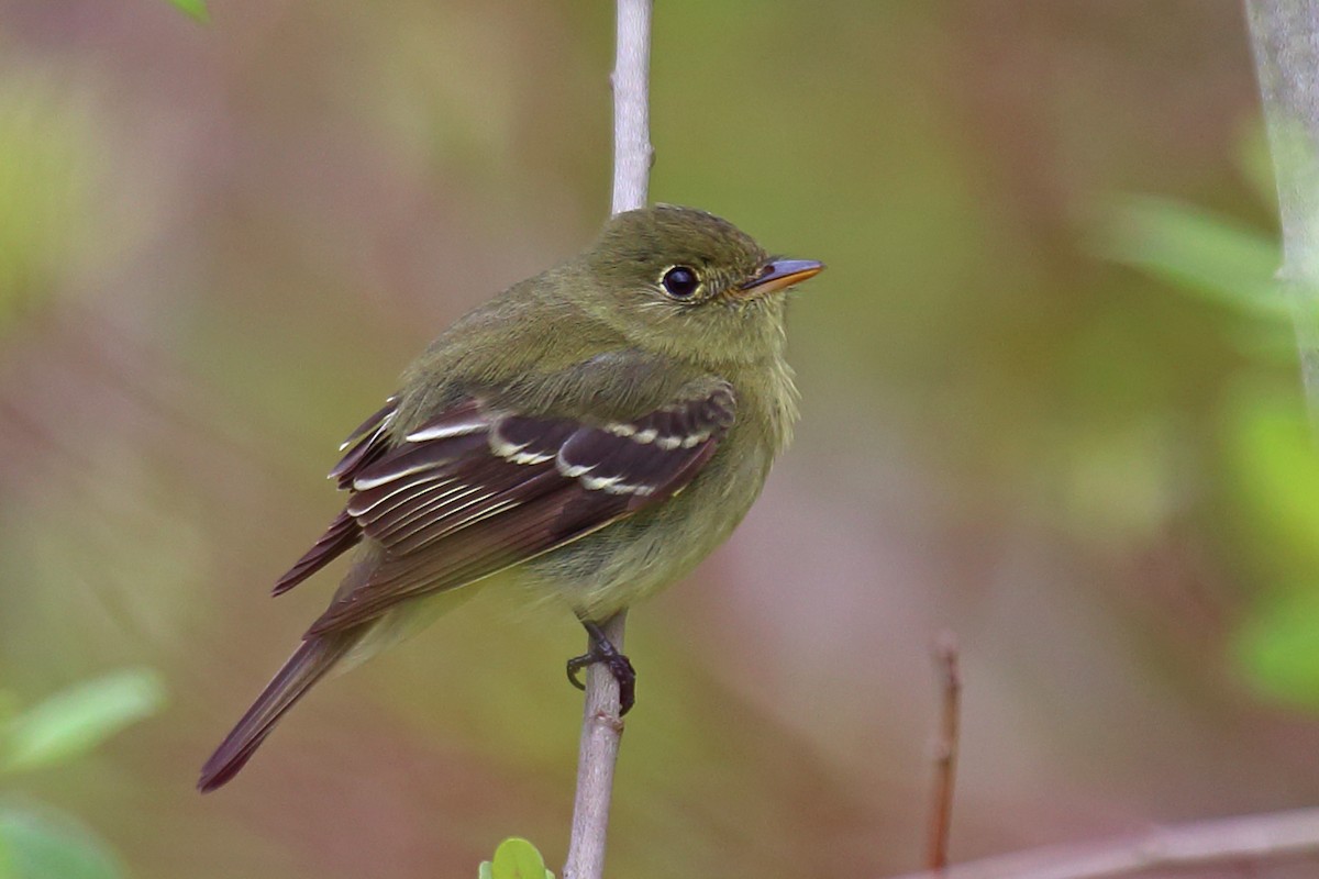 Yellow-bellied Flycatcher - ML100370821