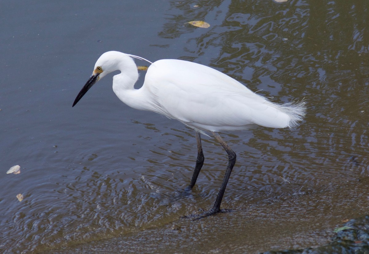 Хурган дэглий - ML100371011