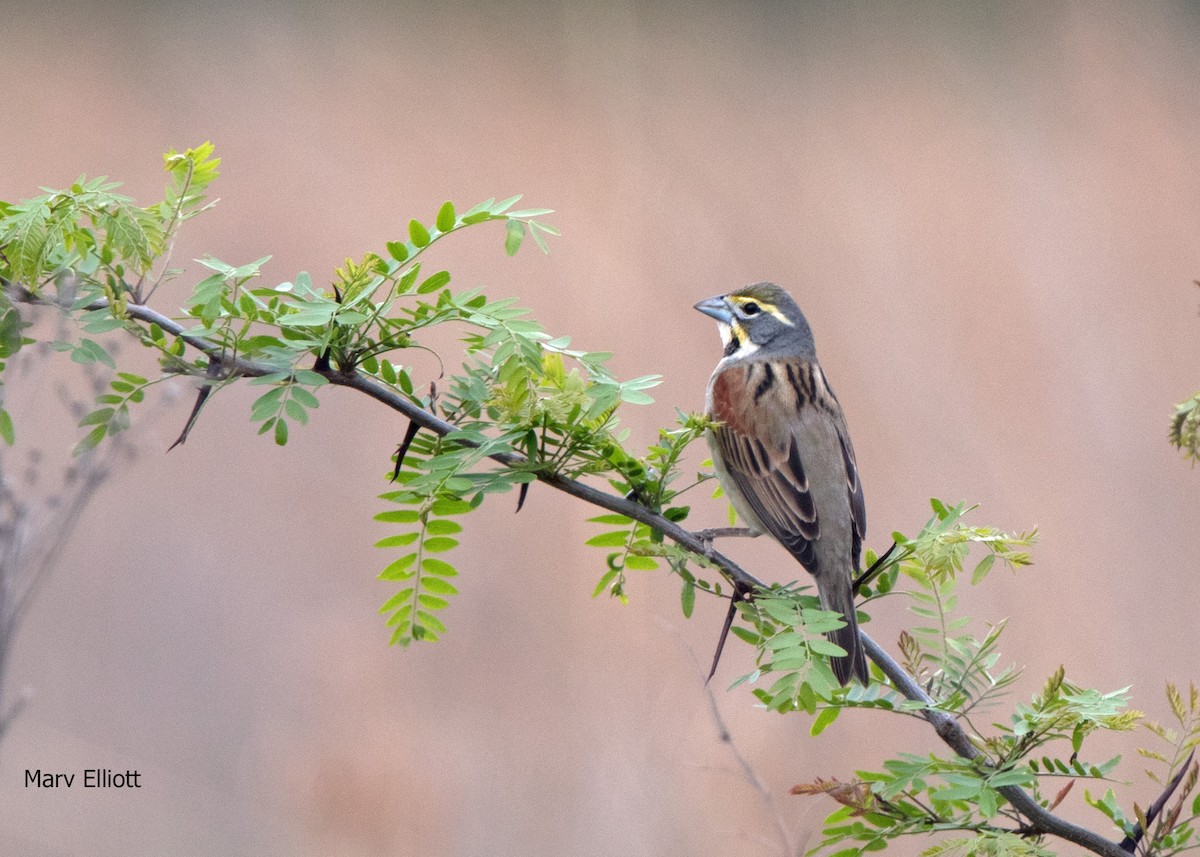 Dickcissel - ML100371811