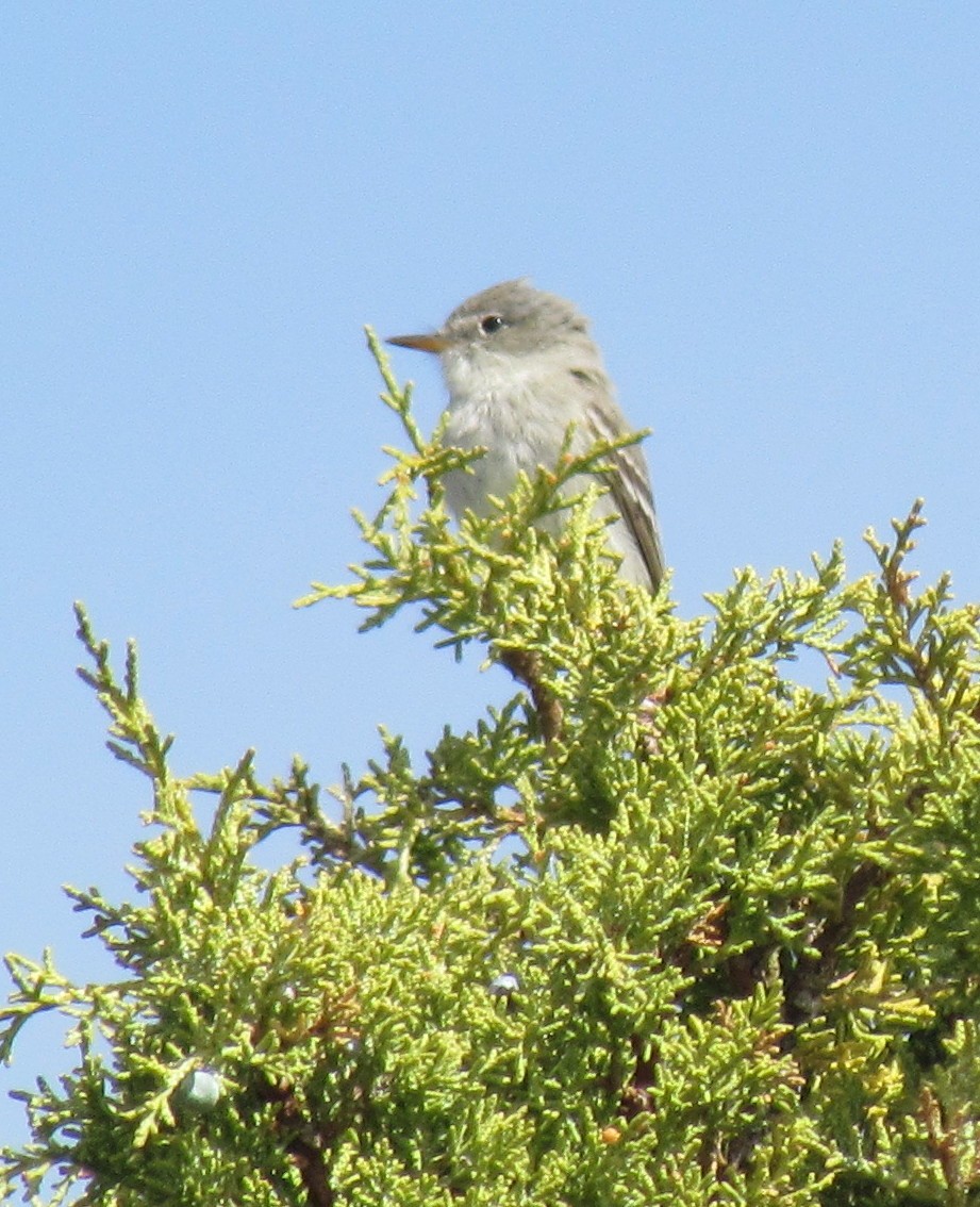 Gray Flycatcher - Nancy Stotz