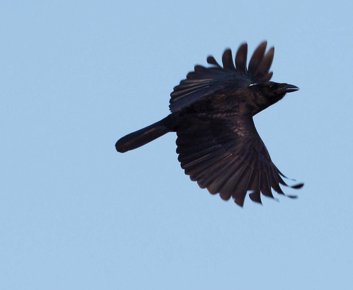 Cuban Palm-Crow - Kenneth Butler