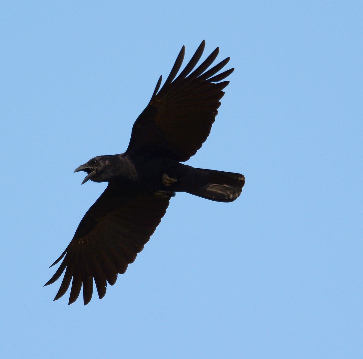 Cuban Palm-Crow - Kenneth Butler