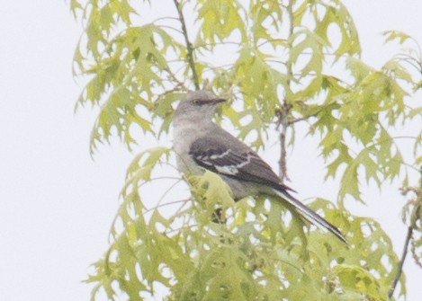 Northern Mockingbird - ML100375041