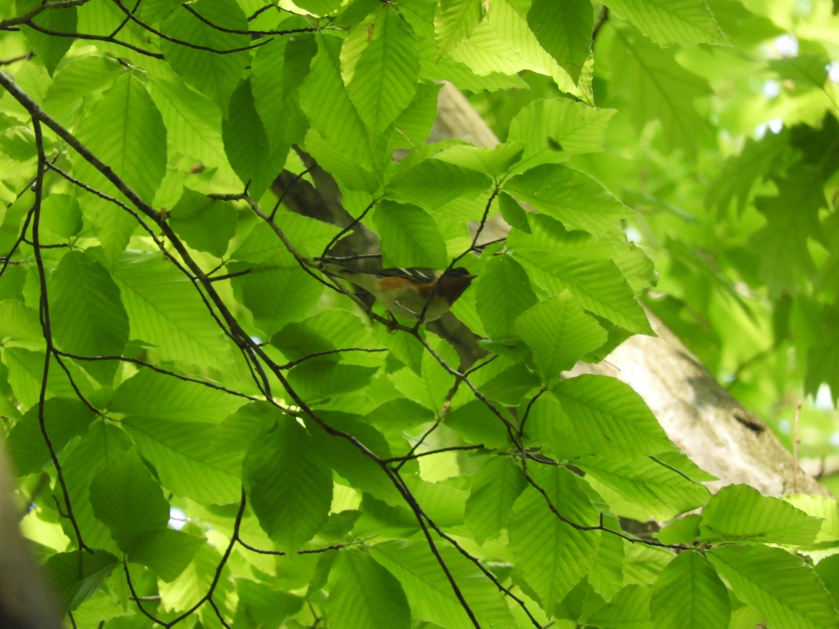 Bay-breasted Warbler - ML100375171
