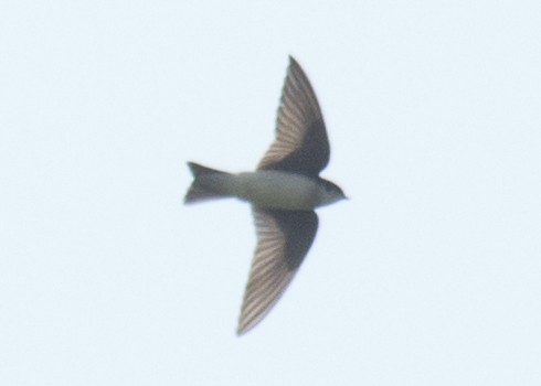 Tree Swallow - ML100376031