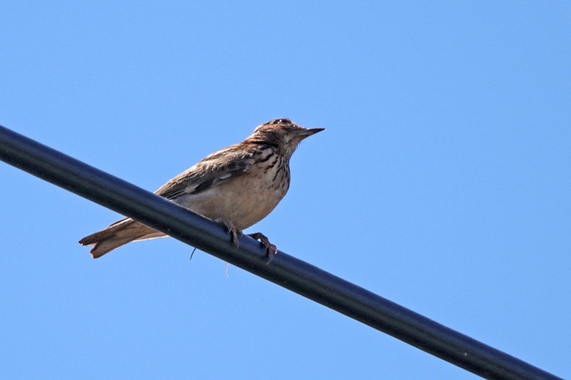 Wood Lark - Francisco Barroqueiro