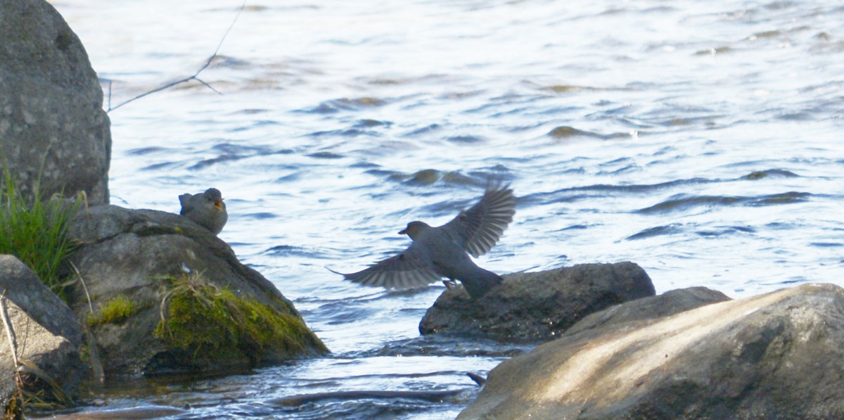 American Dipper - ML100379191