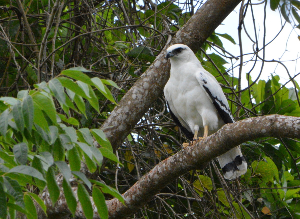 White Hawk - ML100381001