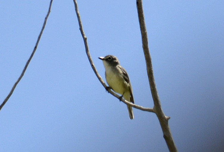 Cassin's Vireo - ML100381451