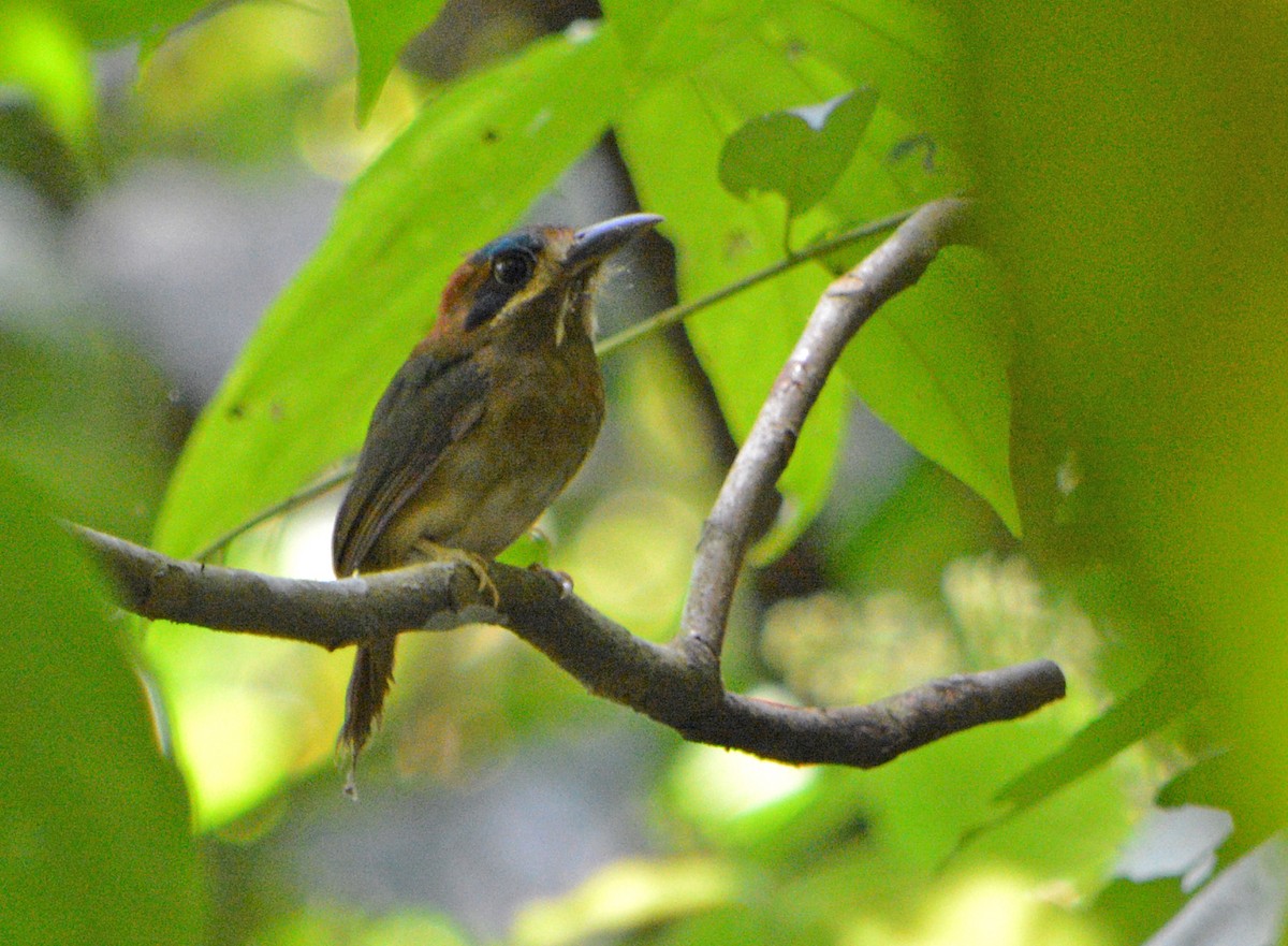 Tody Motmot - ML100381501