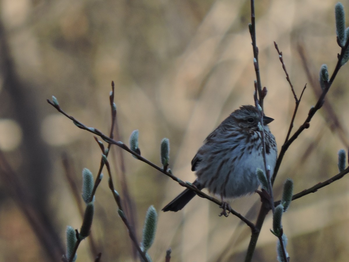 Song Sparrow - ML100383731