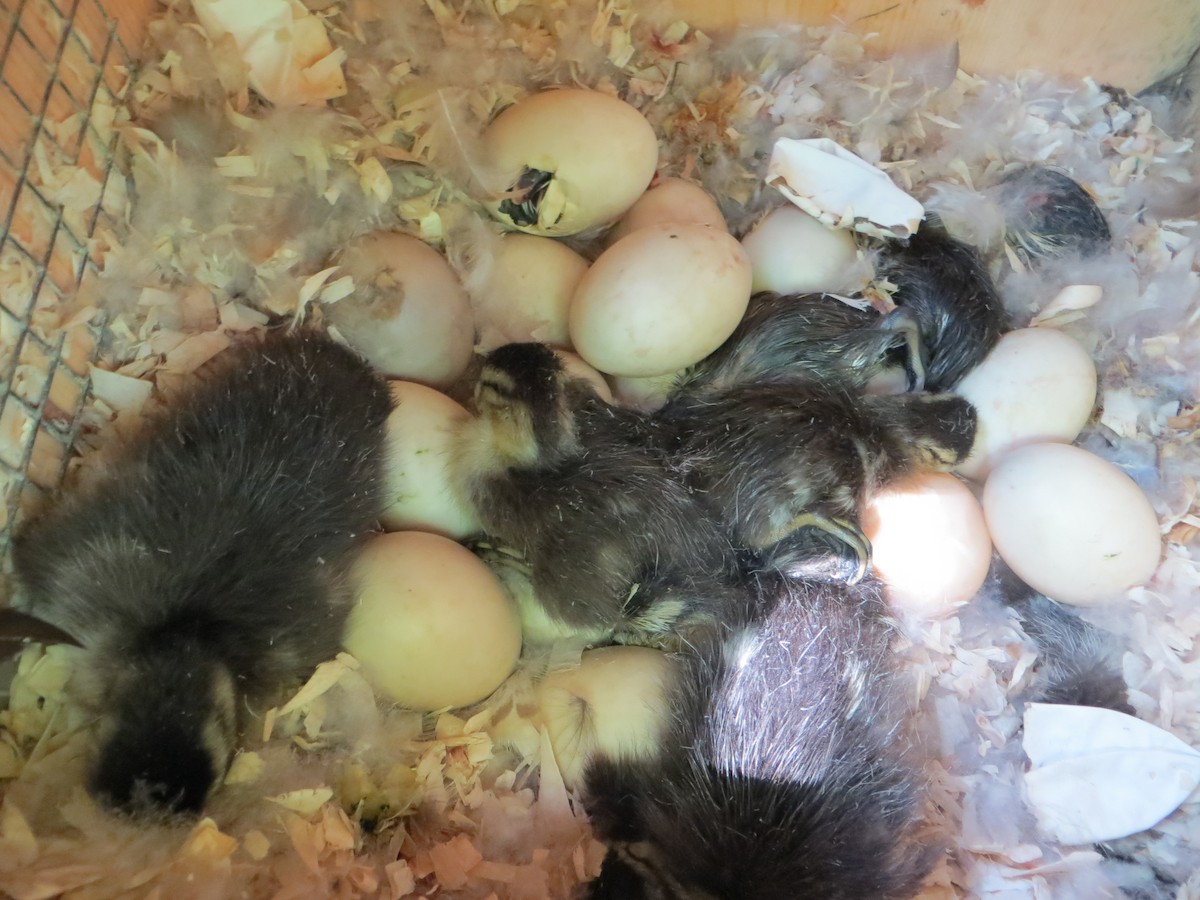 Wood Duck - David Youker